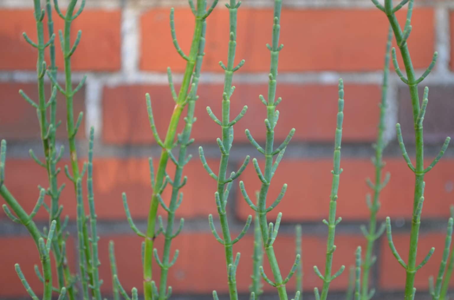 Queller im Garten